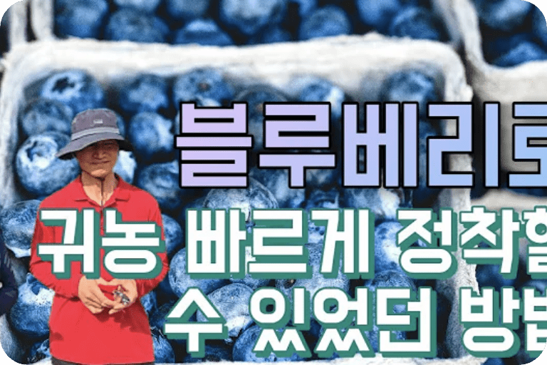 블루베리를 시작으로 귀농 3년만에 정착할 수 있던 방법들 소개합니다!